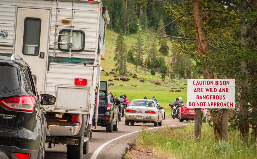 Traffic crawls along the Grand Loop Road in Yellowstone National Park due to bison crossing the road and a bear sighting a few miles ahead.