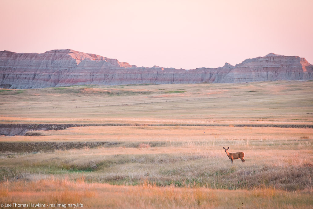 A deer looks up from grazing near the Badlands Loop Road just south of Norbeck Pass in Badlands National Park in South Dakota.