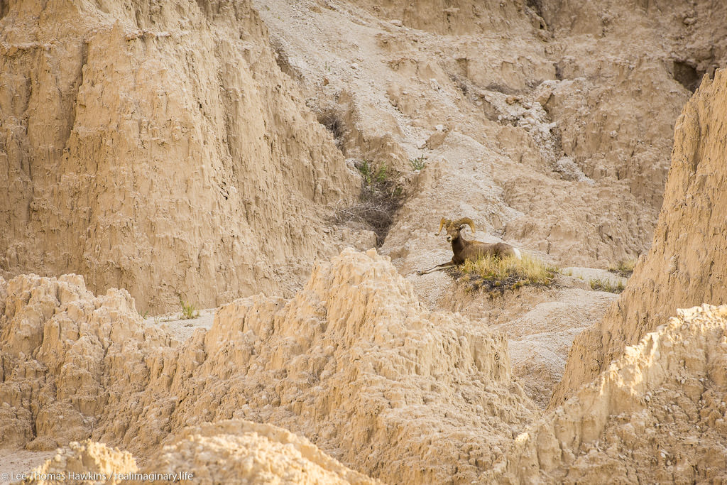 A bighorn sheep rests in morning shade north of Cedar Pass along the Badlands Loop Road in Badlands National Park.