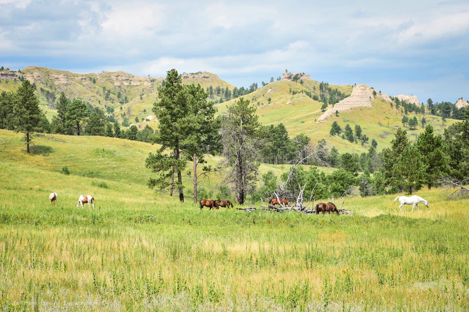 Horses graze in light-green grass meadow with grass-covered peaks in the background. Evergreen trees dot the meadow and the peaks.