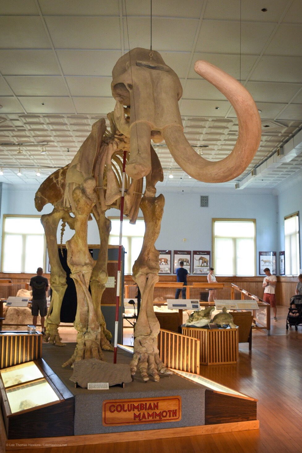A mammoth skeleton nearly reaches the 20-foot plus ceiling in a small museum.