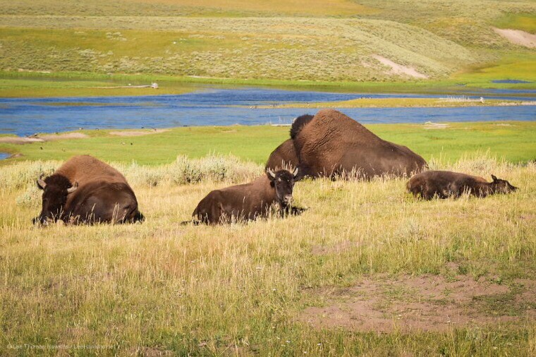 Three young bison lie in tall yellow grass with an adult bison. A blue river flows in the distance below them.