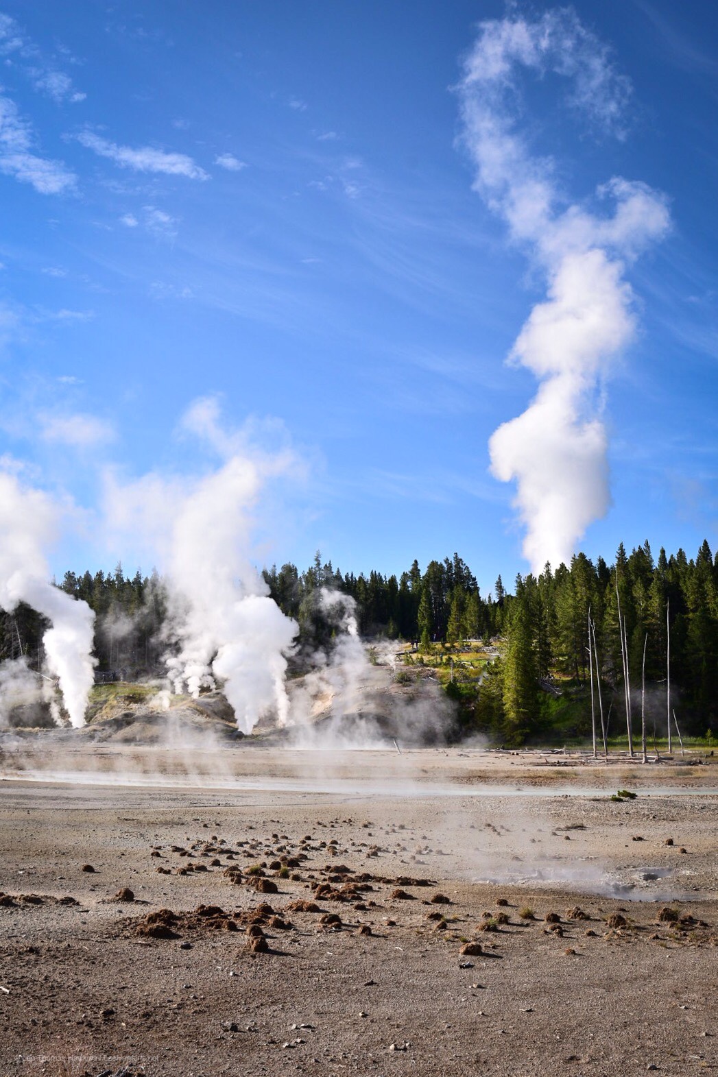 Fumaroles and geysers emit steam plumes in a grey landscape against a picturesque evergreen mountain background.