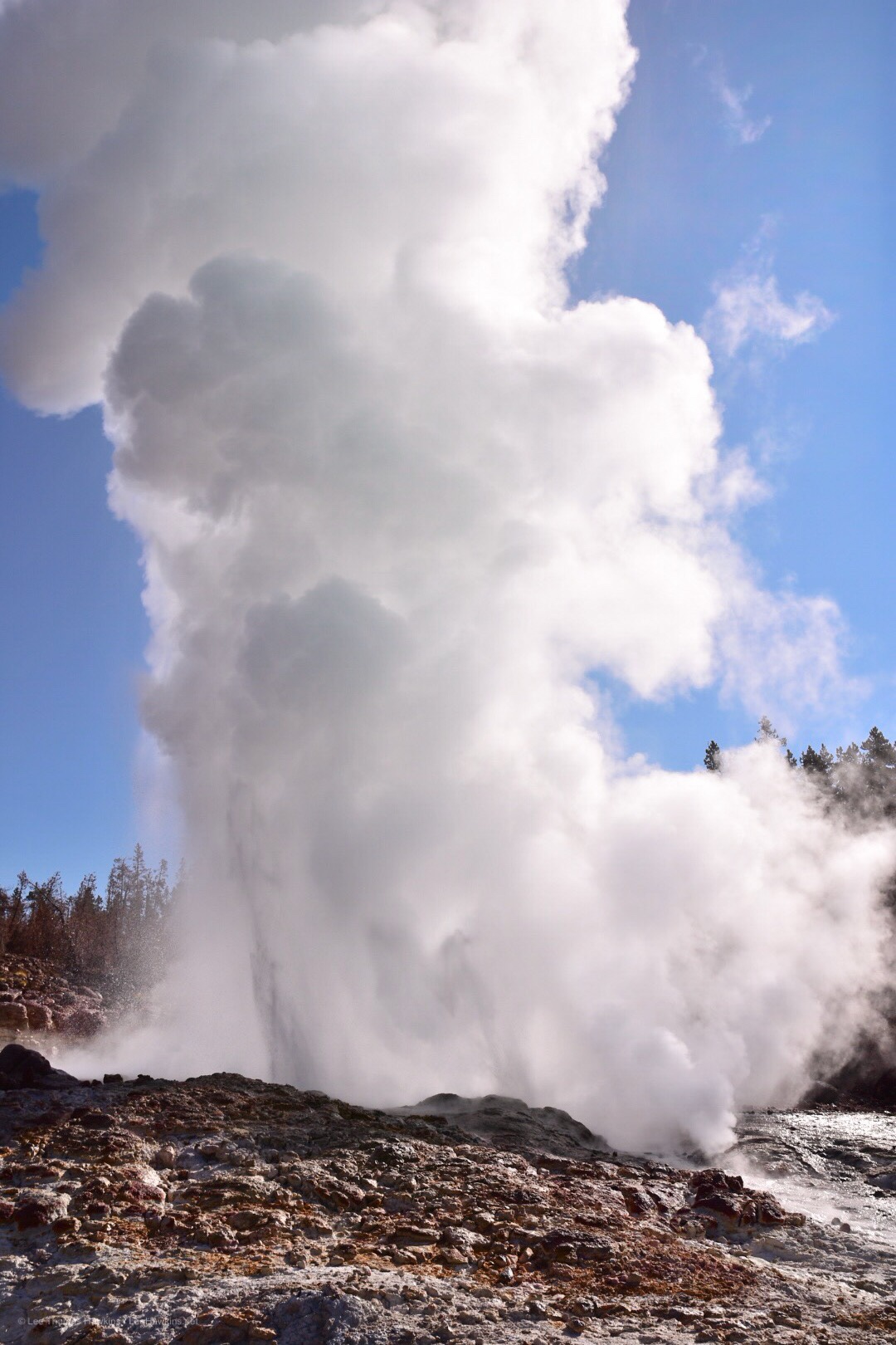 A large geyser erupting with hot water and huge plume of steam.